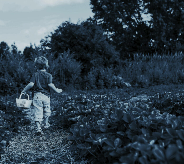 Boy walking in the field